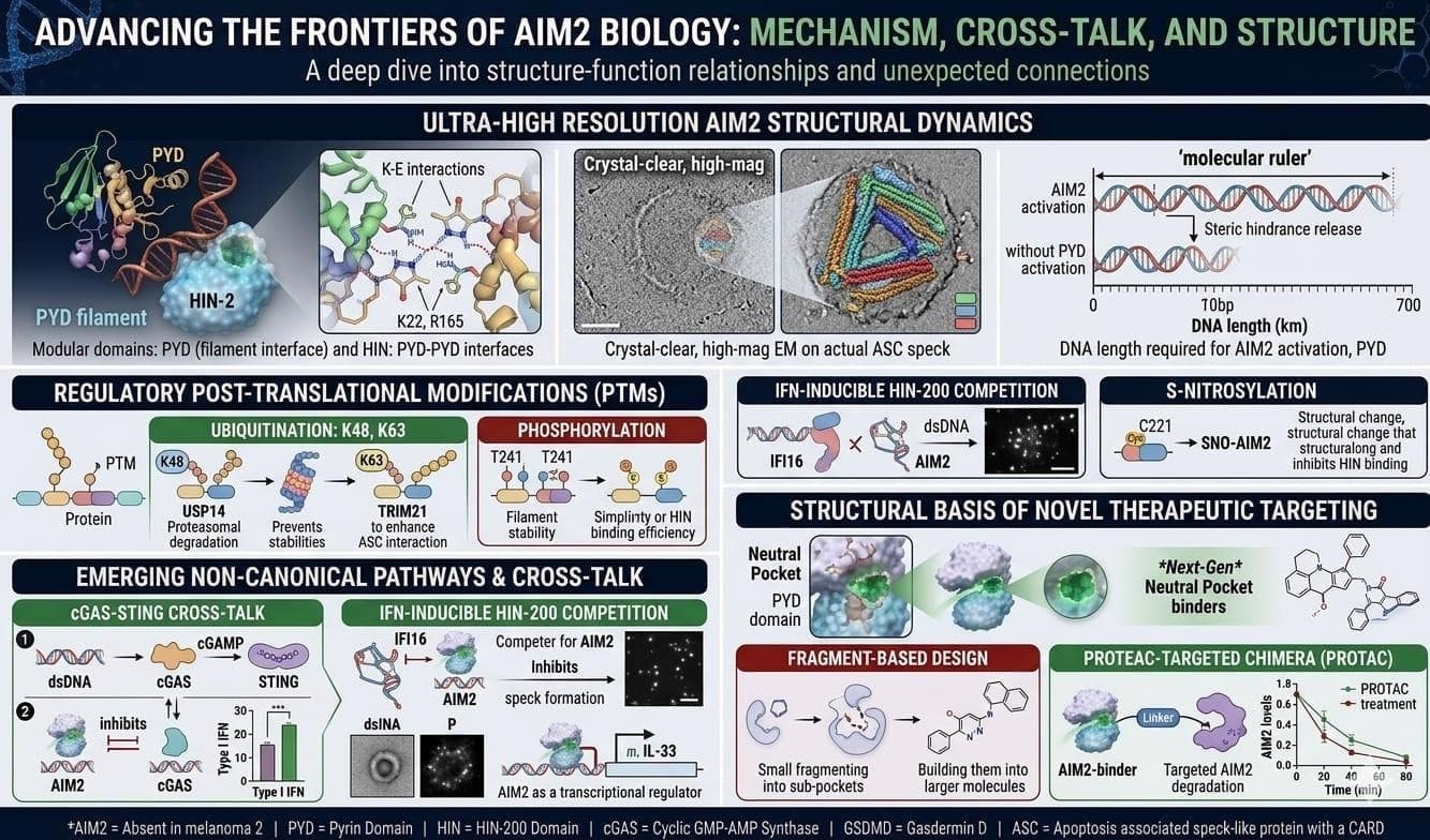 AIM2 Therapeutic Market and Indications